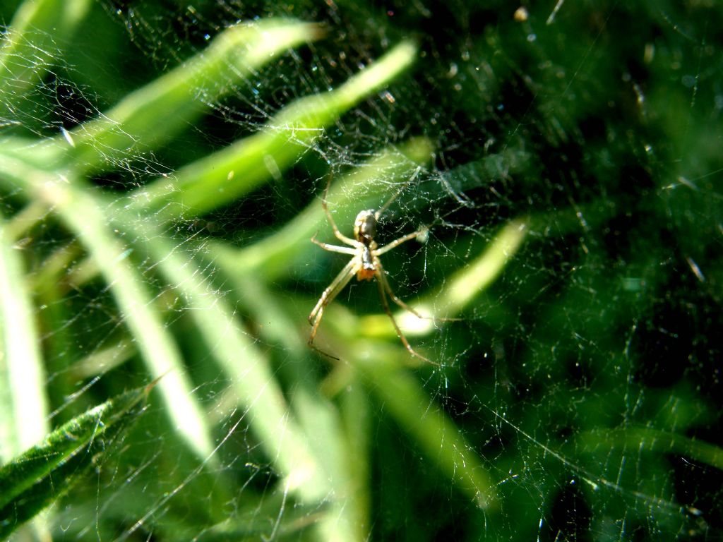 Aggrappato alla tela