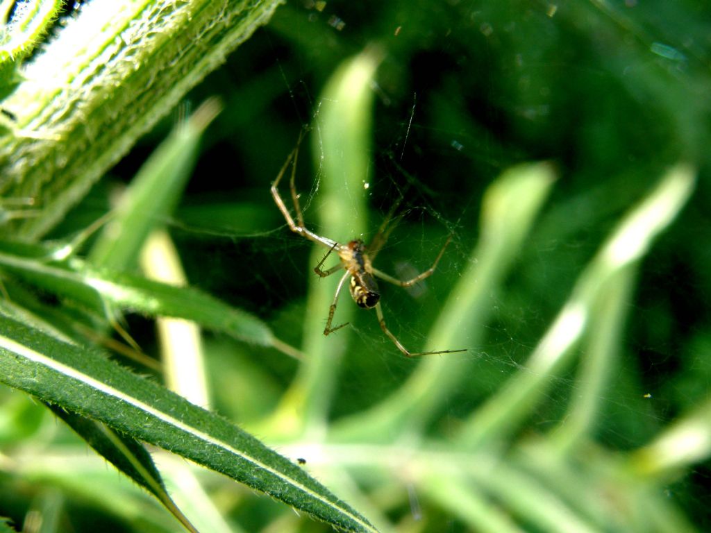 Aggrappato alla tela