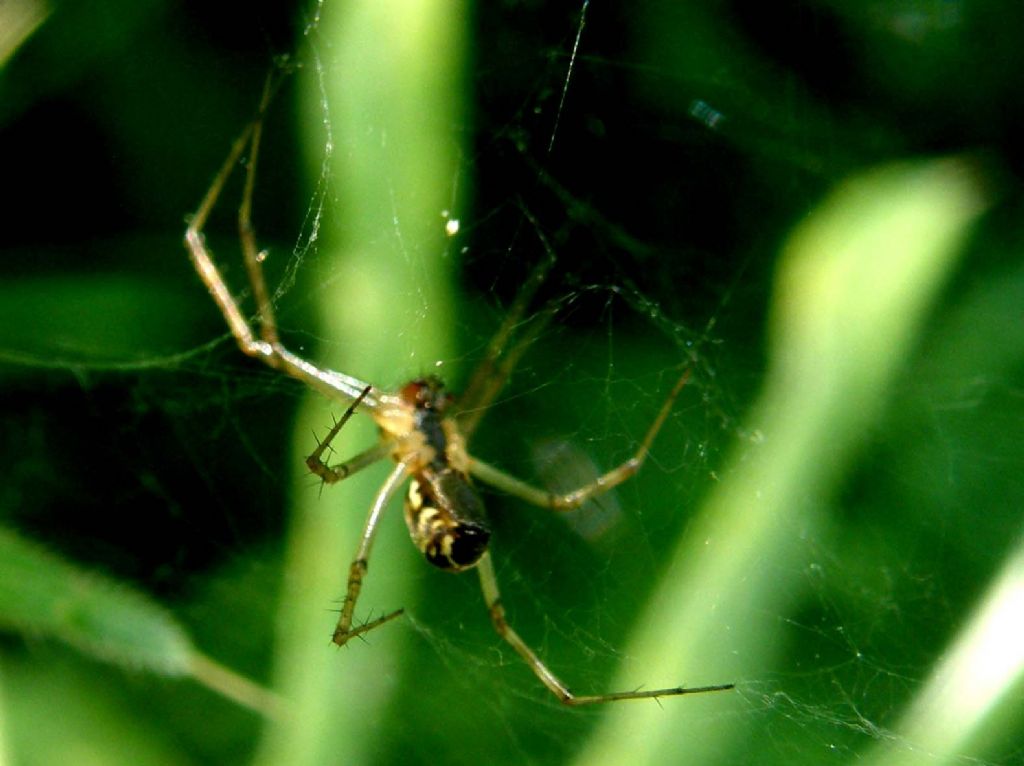 Aggrappato alla tela