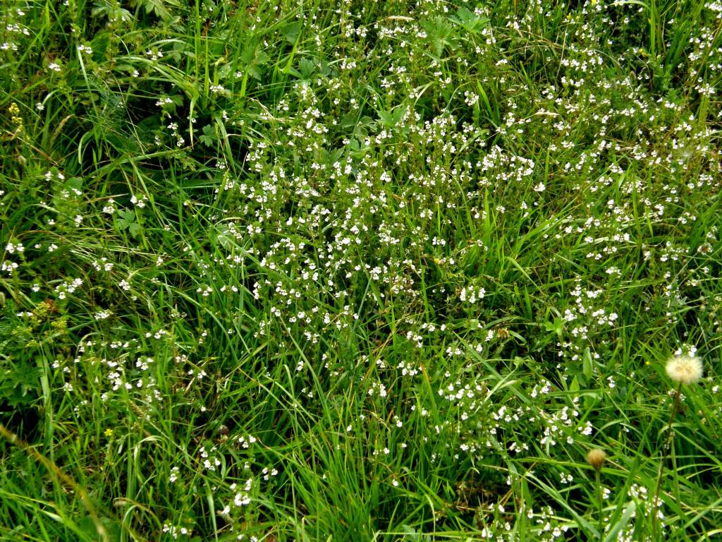 Euphrasia cfr. stricta  (Lamiales - Orobanchaceae)