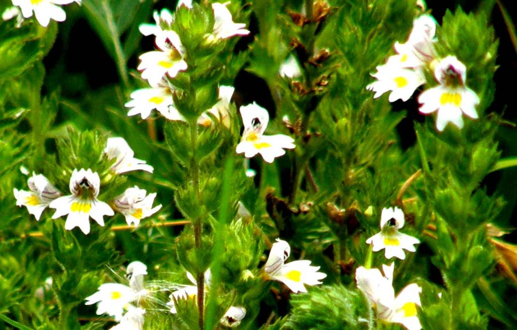 Euphrasia cfr. stricta  (Lamiales - Orobanchaceae)