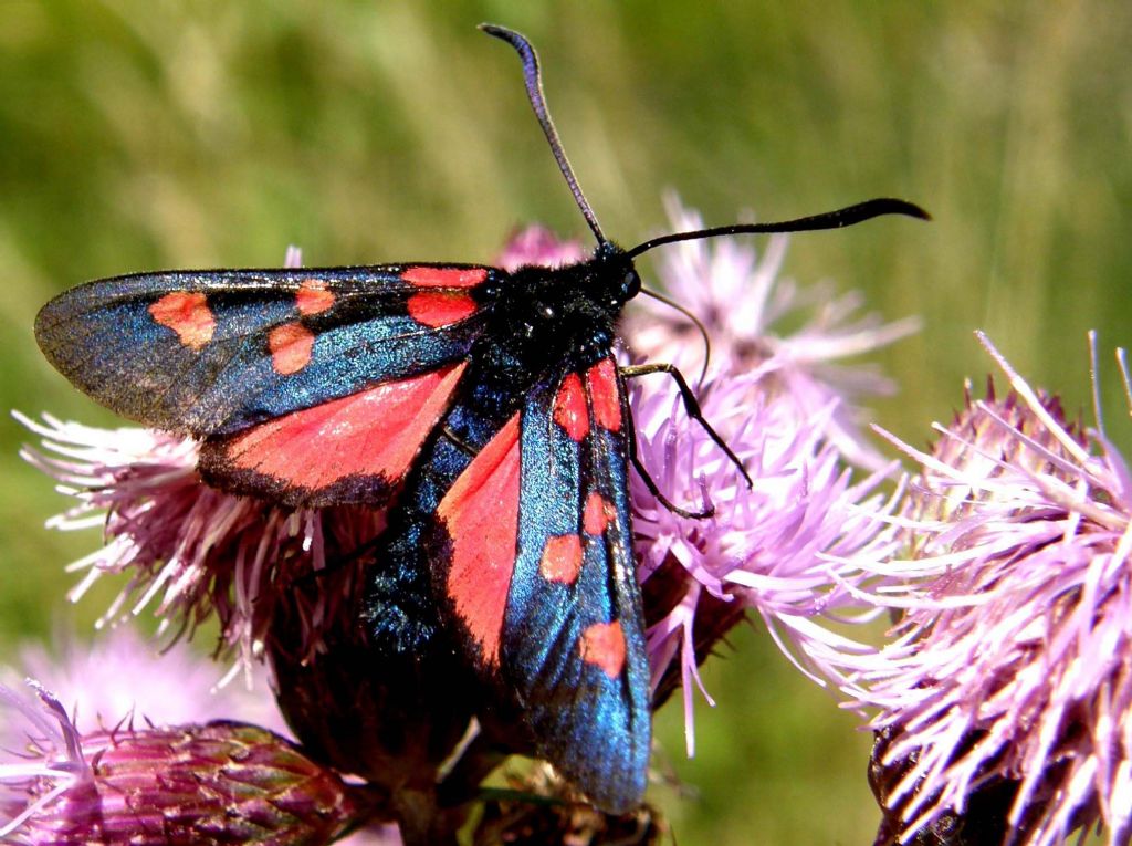 Zygaena filipendulae?