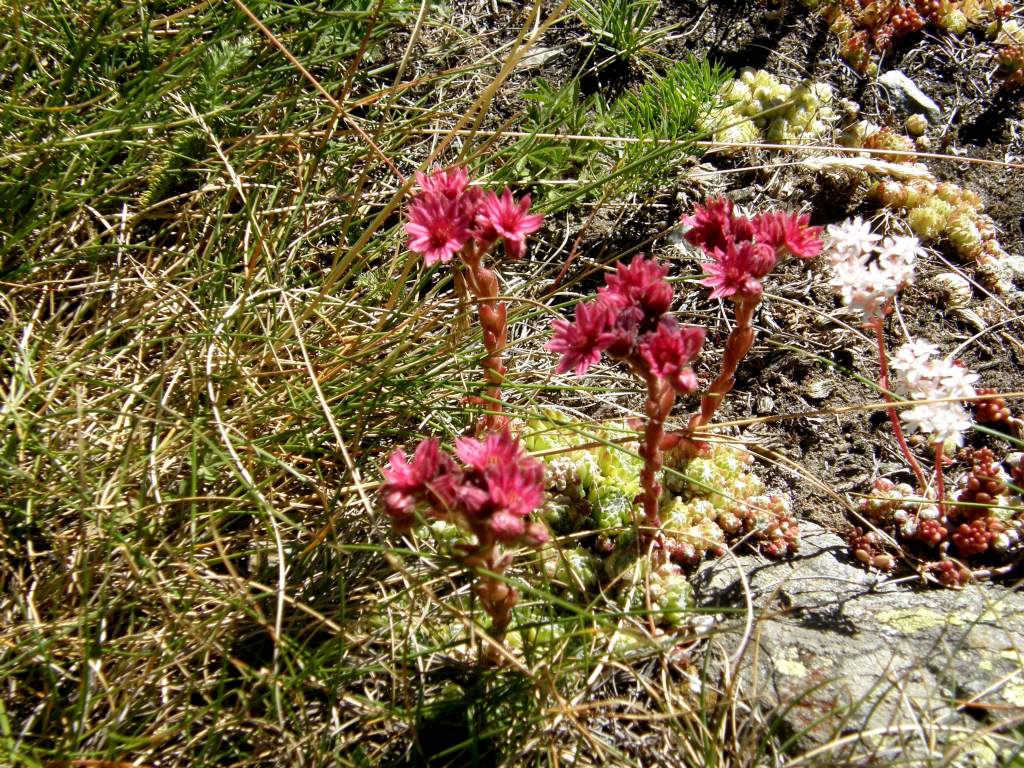 Sempervivum montanum e....Sedum album