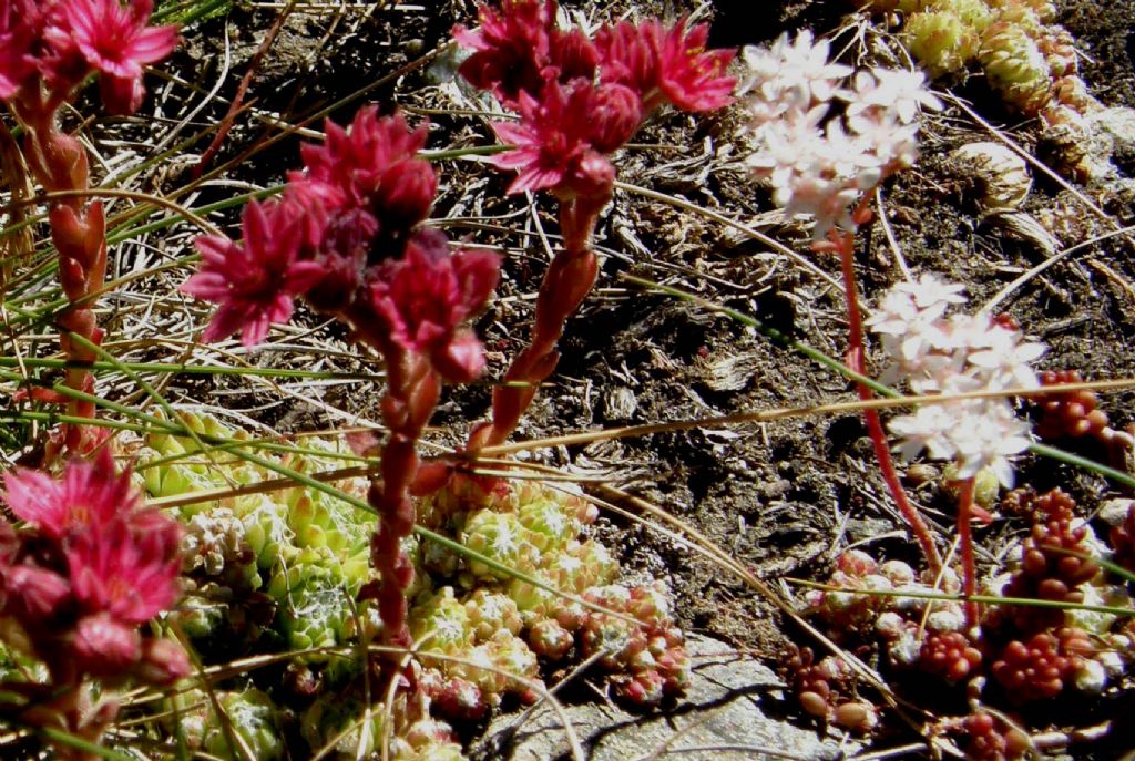 Sempervivum montanum e....Sedum album