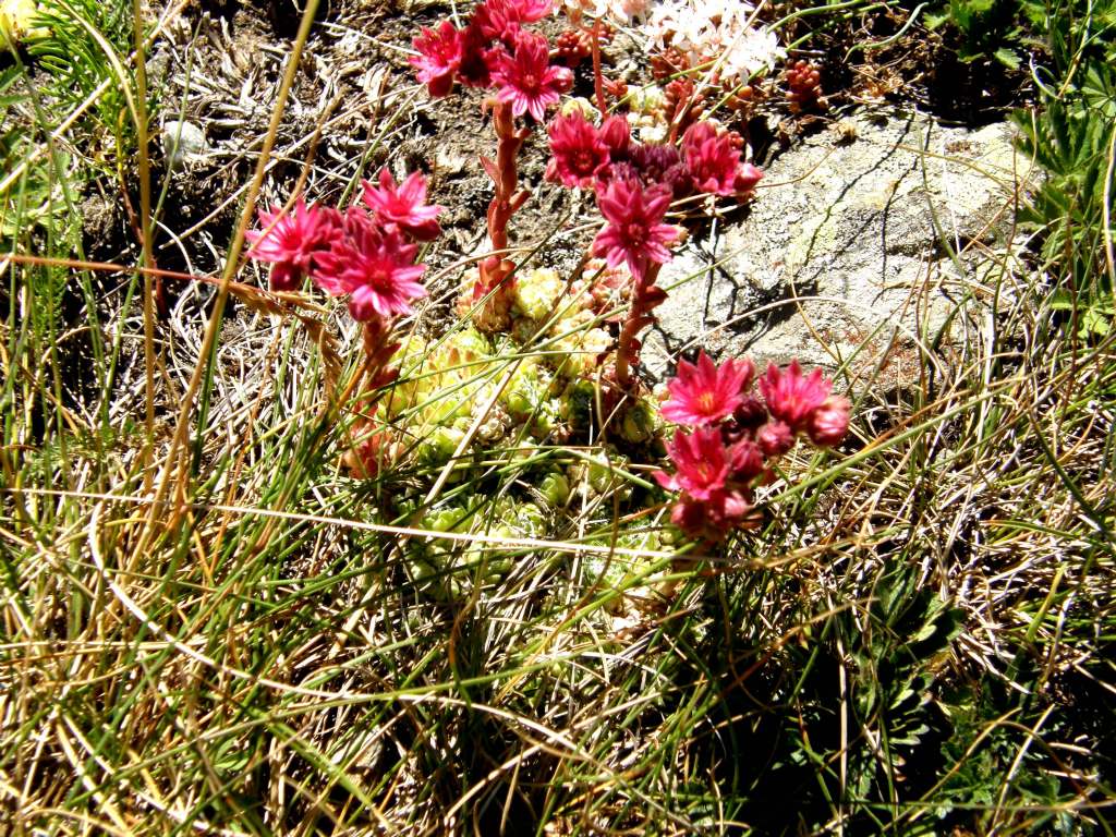 Sempervivum montanum e....Sedum album