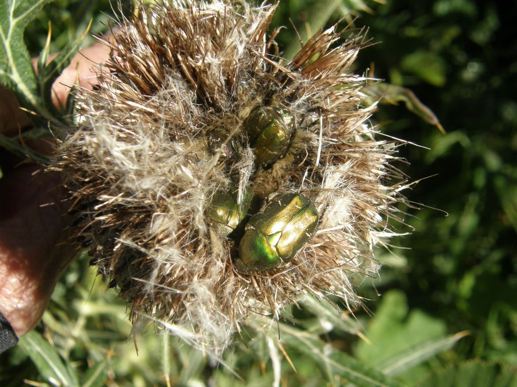 Cetoniidae a testa in gi nel fiore appassito: Protaetia cuprea metallica