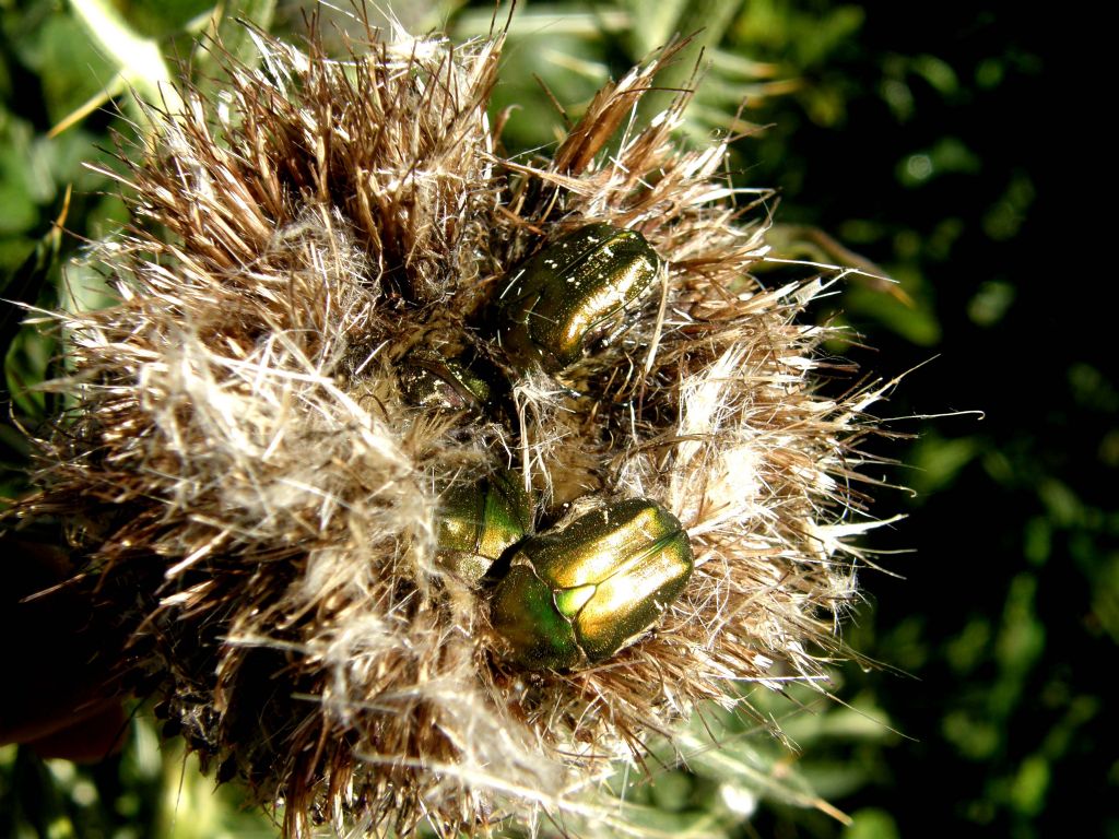 Cetoniidae a testa in gi nel fiore appassito: Protaetia cuprea metallica