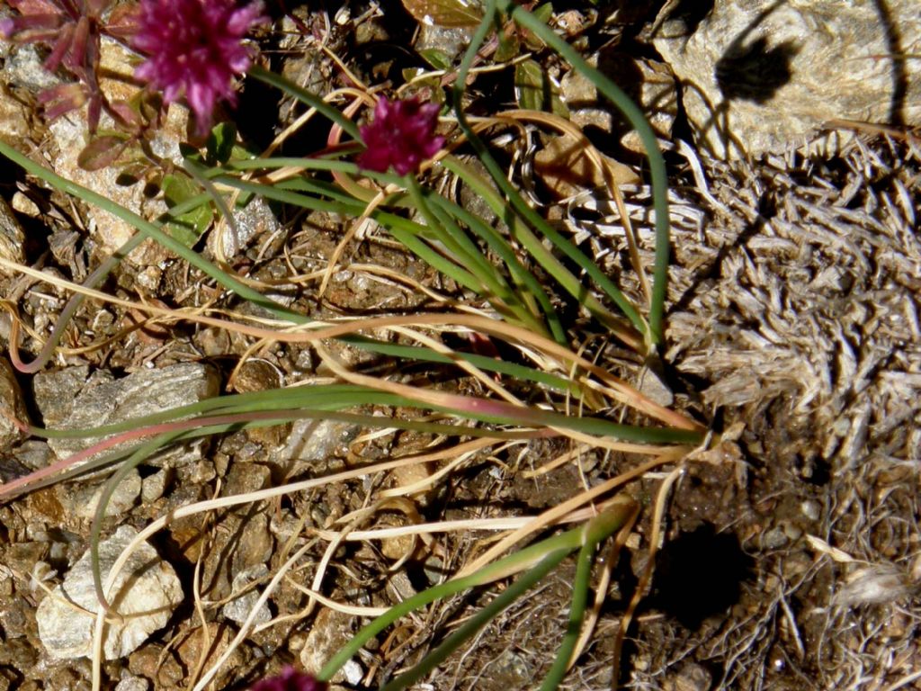 Allium cfr. schoenoprasum (Asparagales - Amarillidaceae)