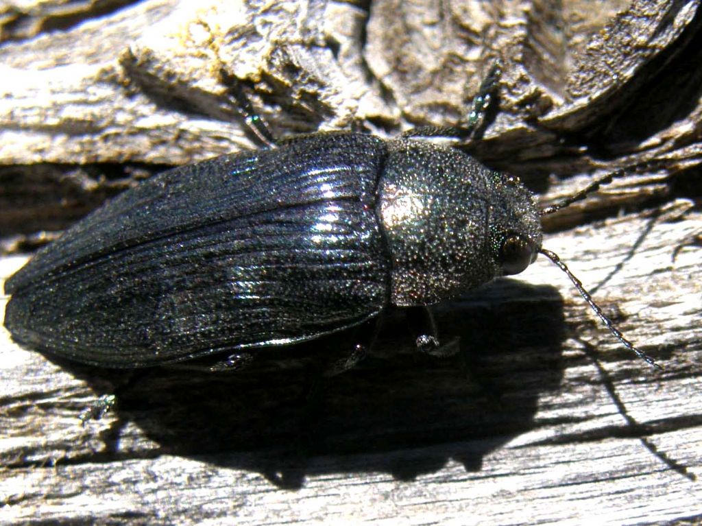 Buprestis rustica