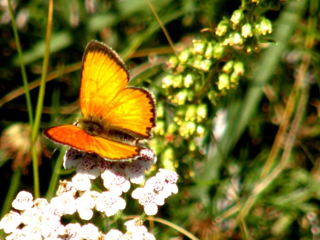Lycaenidae da identificare