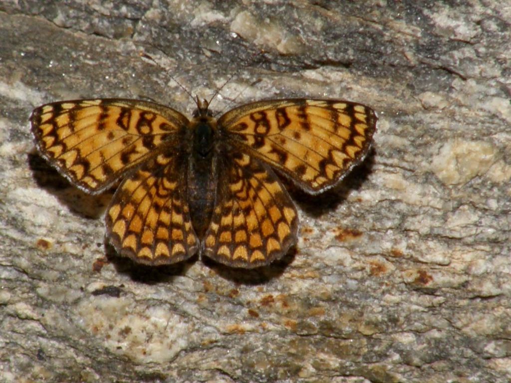 Farfalla da identificare