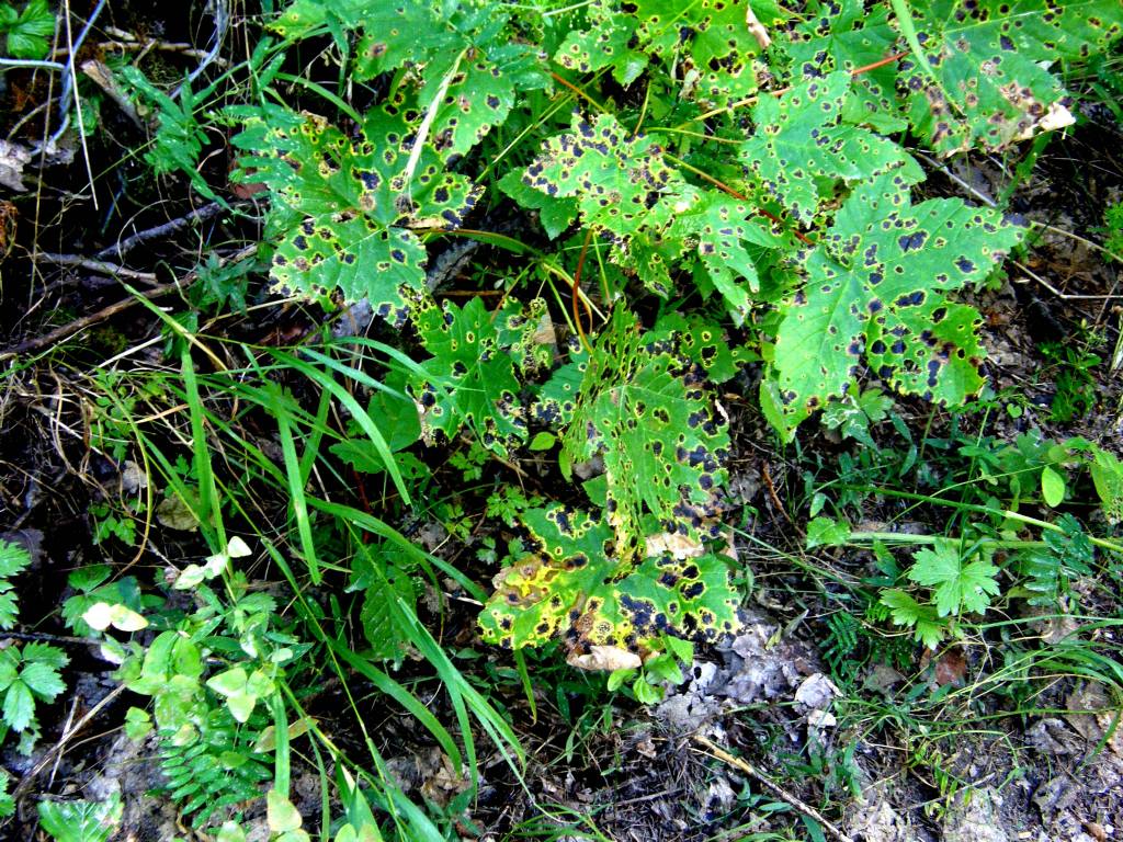 Acer pseudoplatanus passassitato da fungo Rhytisma/Melasmia