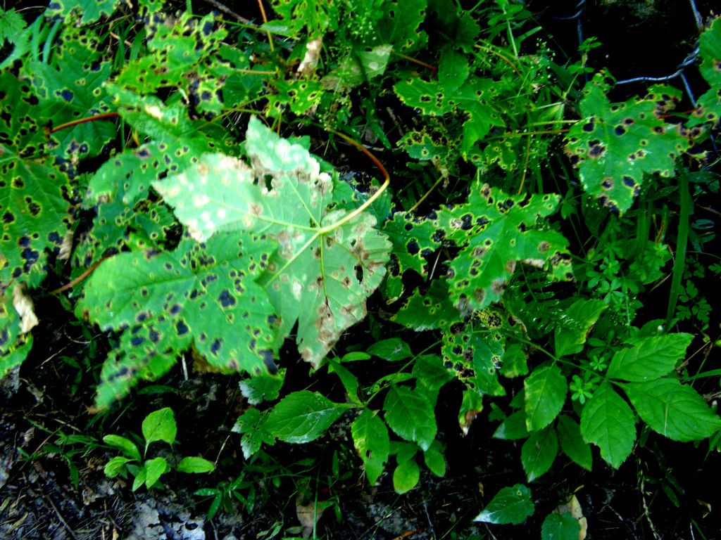 Acer pseudoplatanus passassitato da fungo Rhytisma/Melasmia
