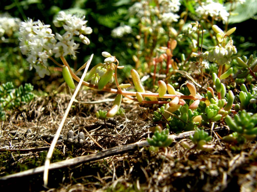 Quale sedum ? - Sedum album