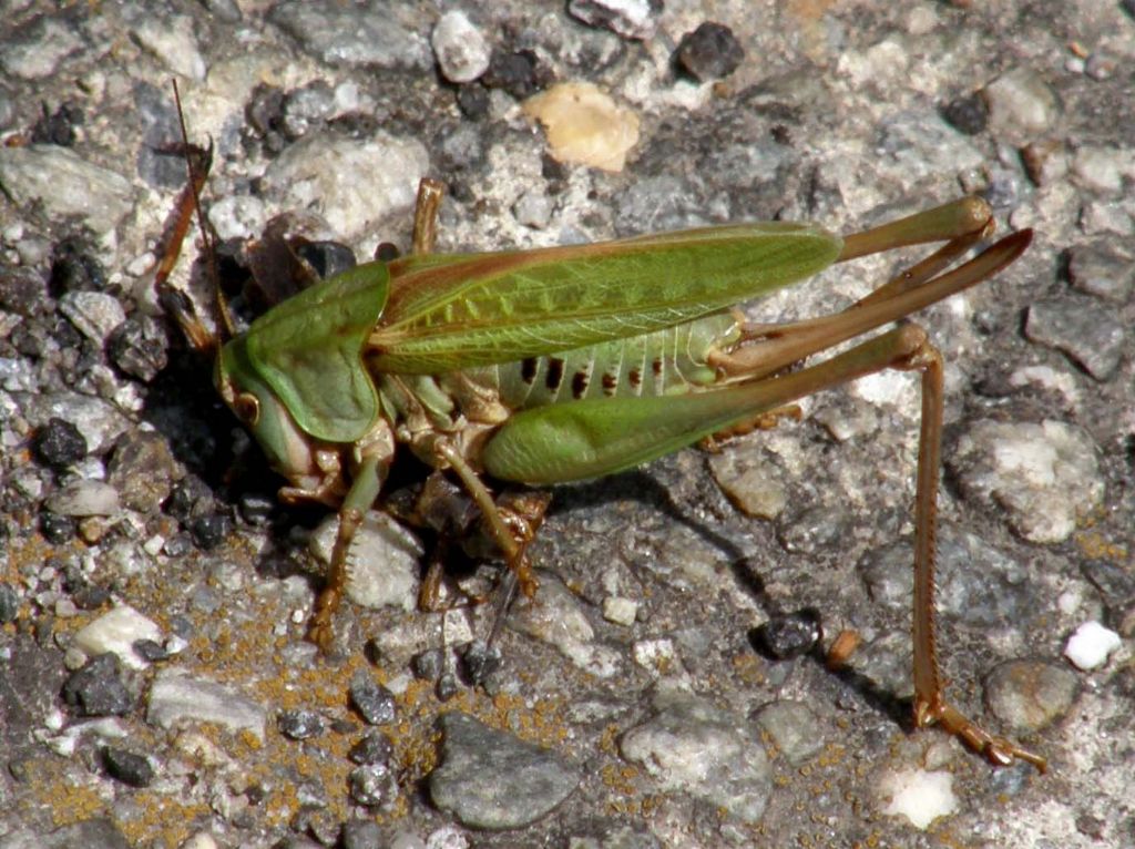 Cavalletta da identificare - Decticus verrucivorus