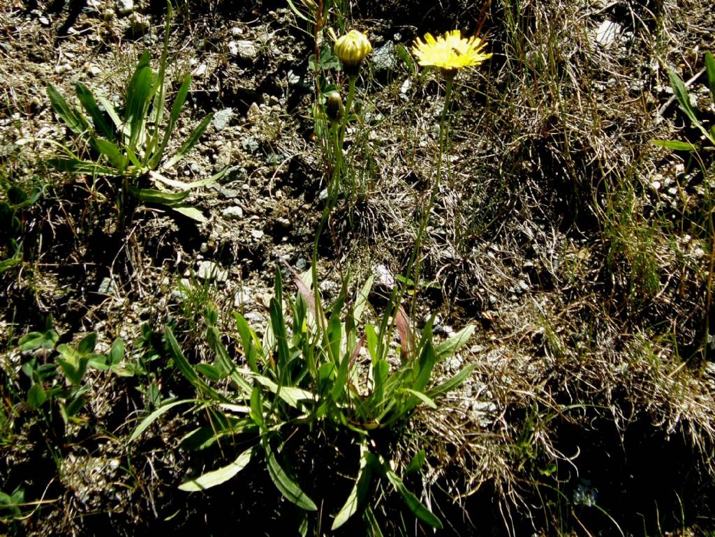 Crepis staticifolia / Radicchiella con foglie d''armeria