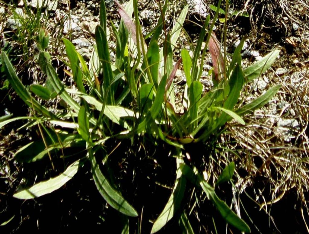 Crepis staticifolia / Radicchiella con foglie d''armeria