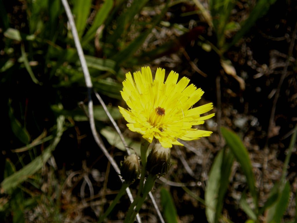 Crepis staticifolia / Radicchiella con foglie d''armeria