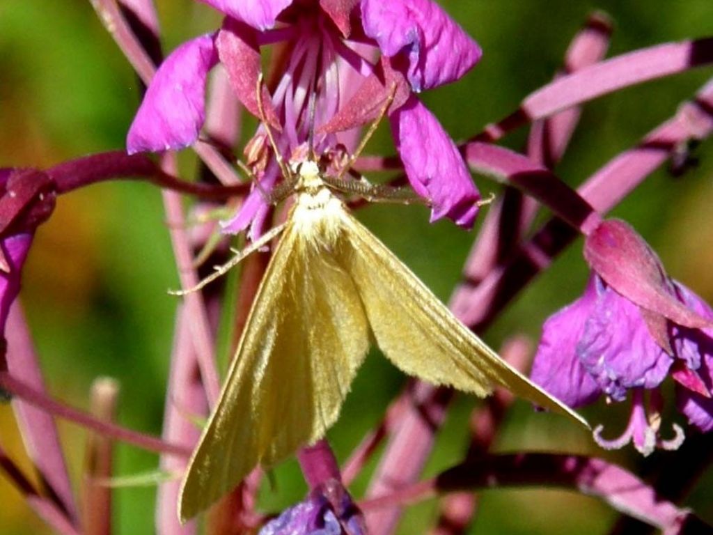 Falena su fiore di Epilobium