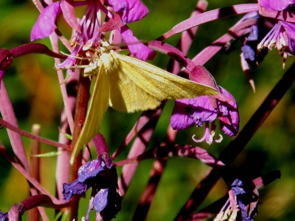 Falena su fiore di Epilobium