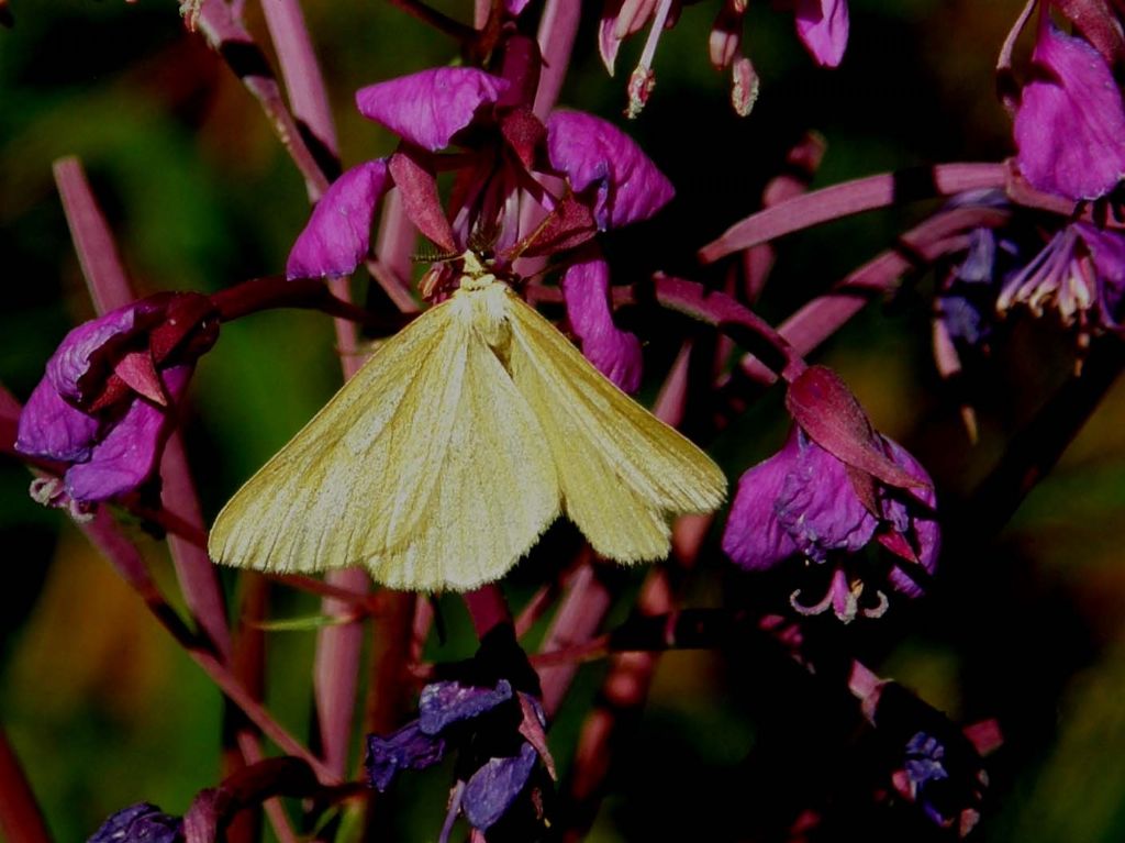 Falena su fiore di Epilobium