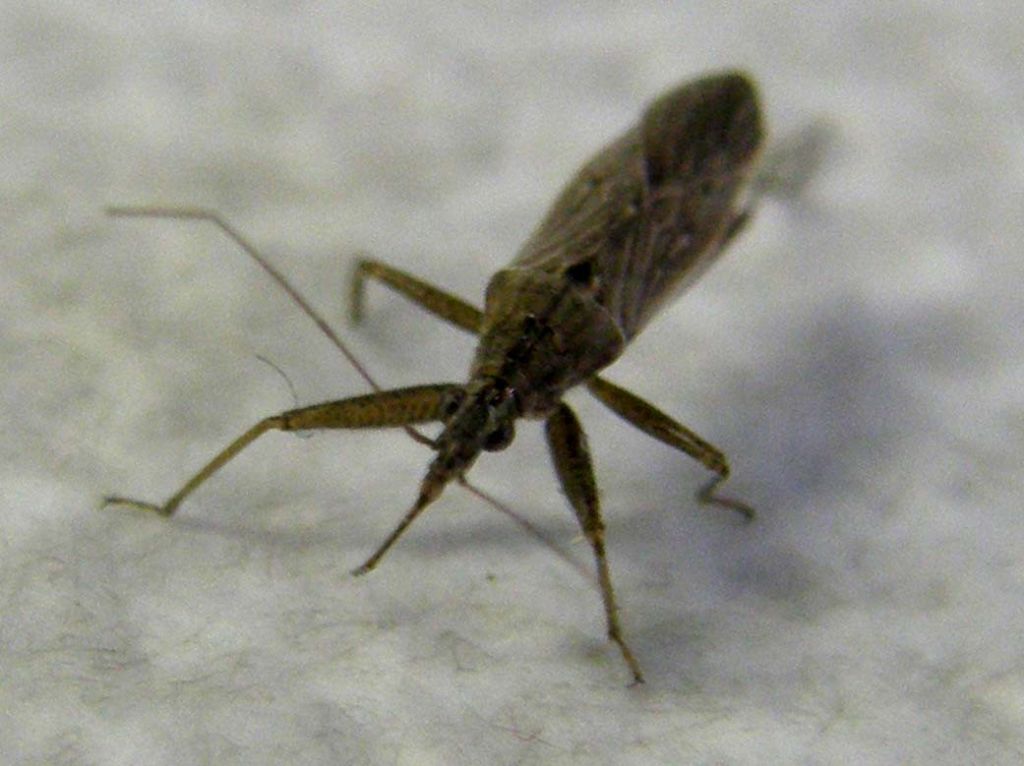 Nabidae: Nabis punctatus della Lombardia (MI)