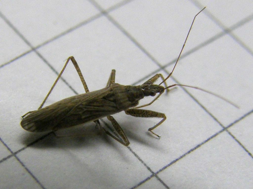 Nabidae: Nabis punctatus della Lombardia (MI)