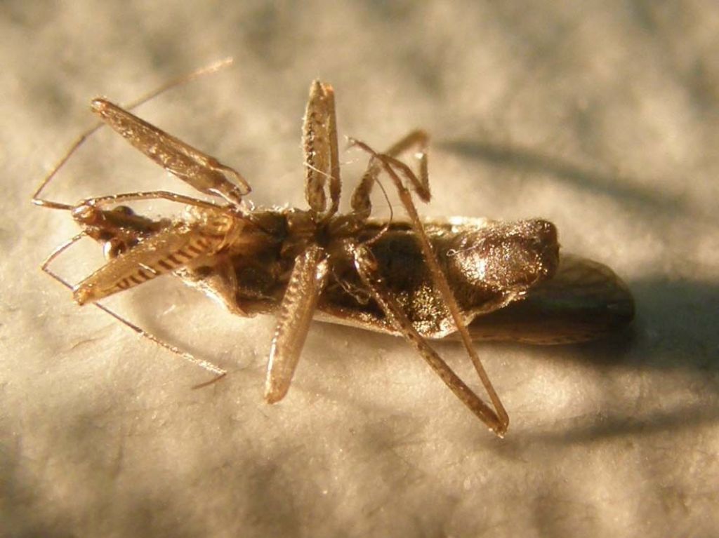 Nabidae: Nabis punctatus della Lombardia (MI)