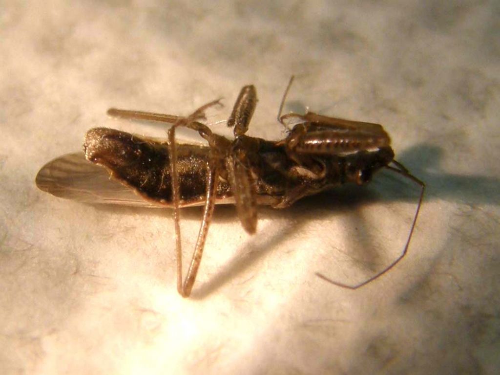Nabidae: Nabis punctatus della Lombardia (MI)