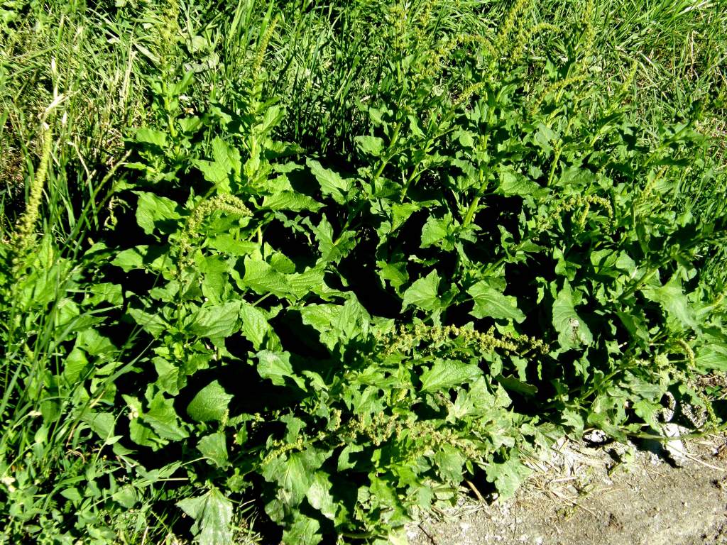 Rhemes St Georges (AO) : Chenopodium bonus-henricus