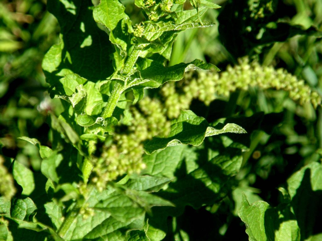 Rhemes St Georges (AO) : Chenopodium bonus-henricus
