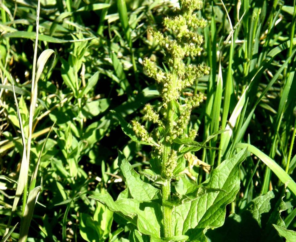 Rhemes St Georges (AO) : Chenopodium bonus-henricus