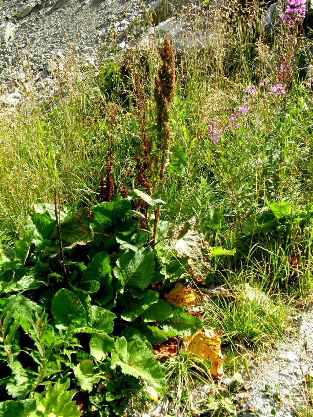 Rumex alpinus / Rabarbaro alpino