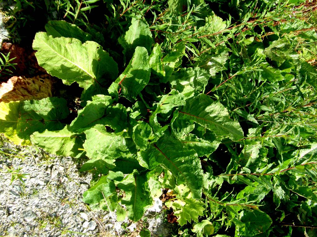 Rumex alpinus / Rabarbaro alpino