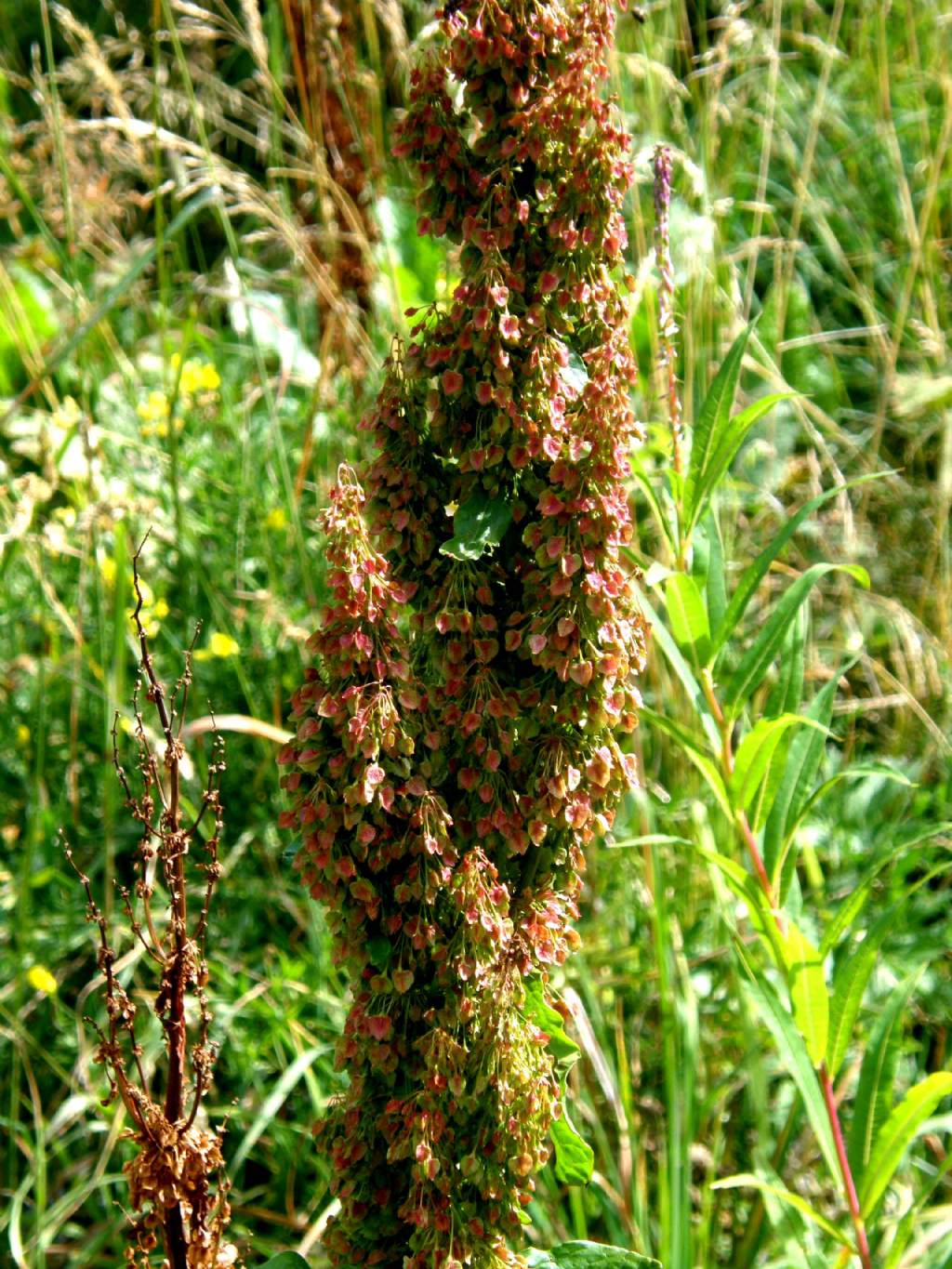 Rumex alpinus / Rabarbaro alpino