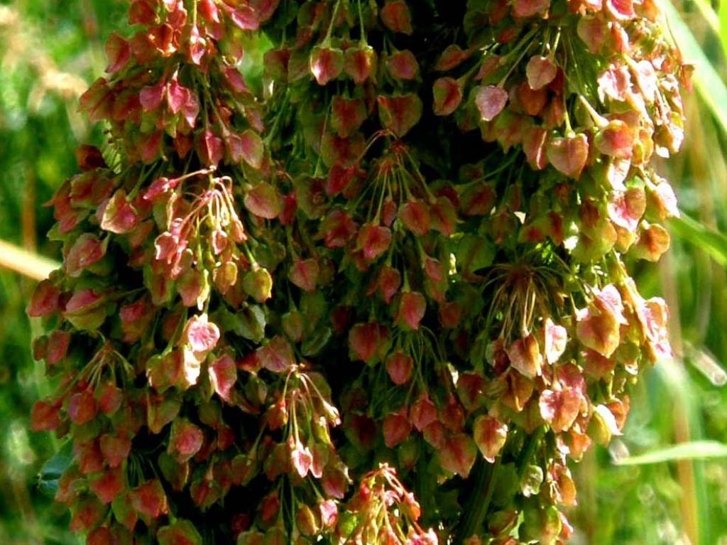 Rumex alpinus / Rabarbaro alpino