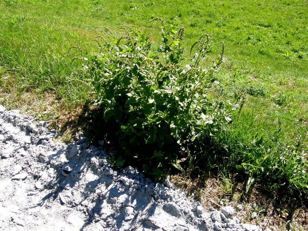 Rhemes St Georges (AO) : Chenopodium bonus-henricus