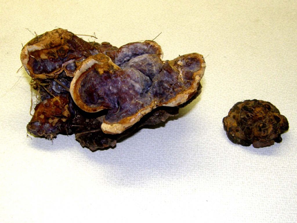 Il Ganoderma resinaceum ...non molla!