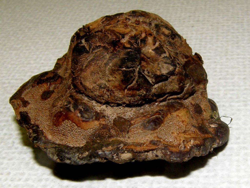 Il Ganoderma resinaceum ...non molla!