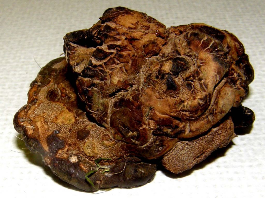 Il Ganoderma resinaceum ...non molla!