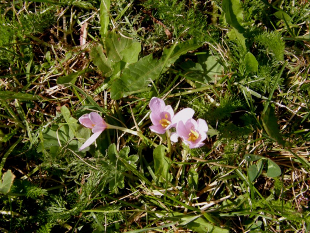 Colchico, o croco, oppure...- Colchicum sp. (Liliales Colchicaceae)