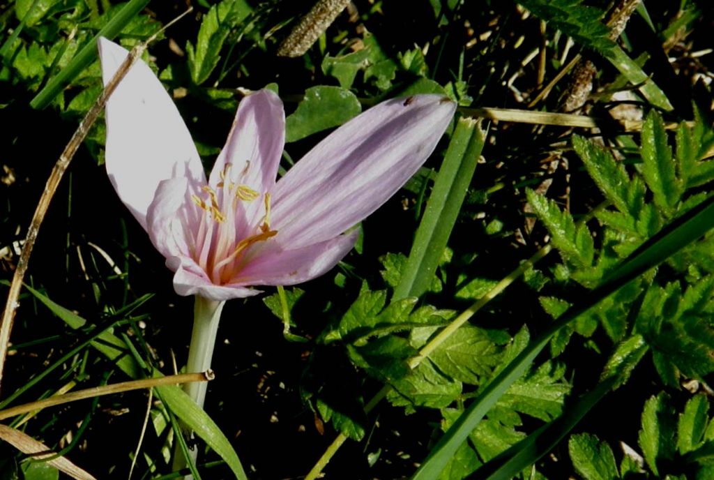 Colchico, o croco, oppure...- Colchicum sp. (Liliales Colchicaceae)