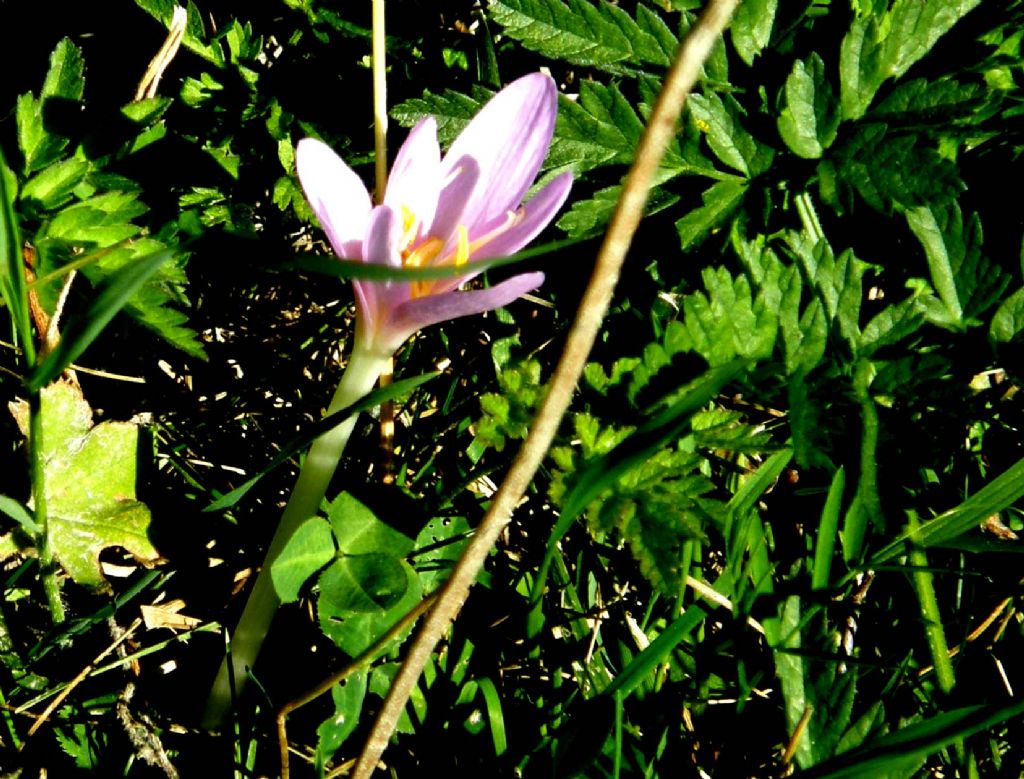 Colchico, o croco, oppure...- Colchicum sp. (Liliales Colchicaceae)