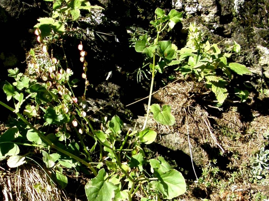 Rumex scutatus