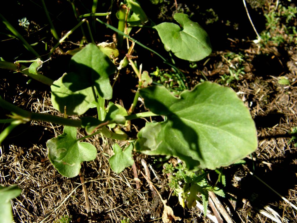 Rumex scutatus