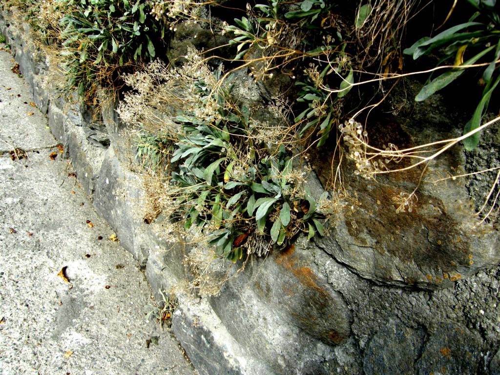 Siliquette:  cfr. Alyssum montanum  (Brassicaceae)