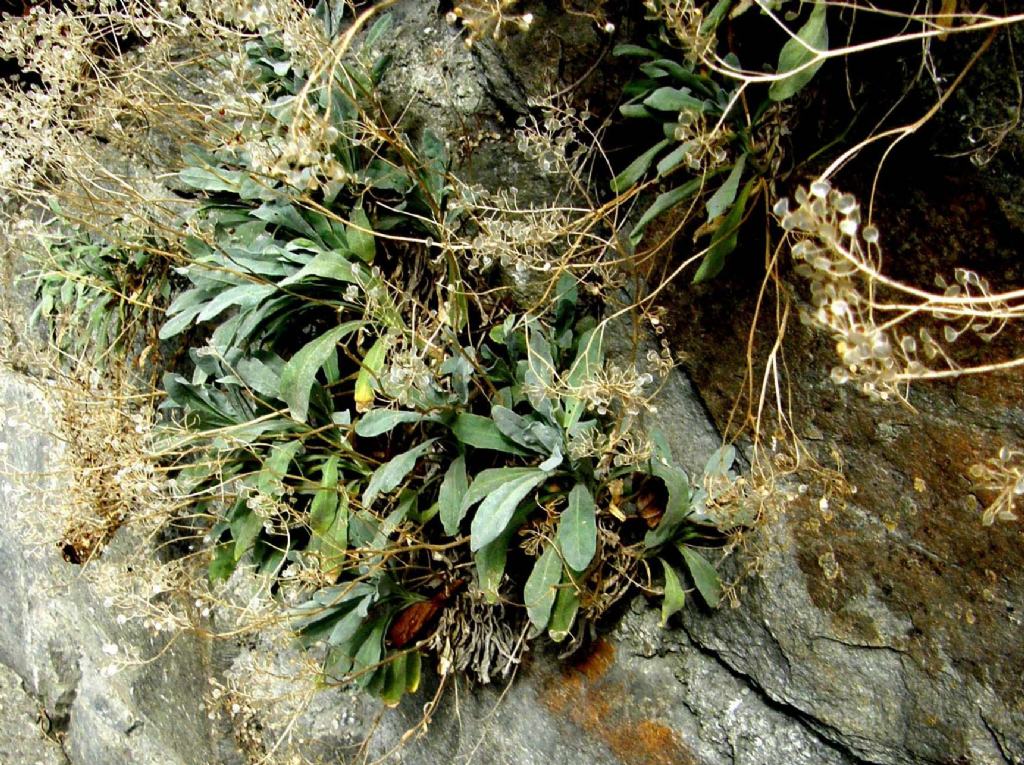 Siliquette:  cfr. Alyssum montanum  (Brassicaceae)