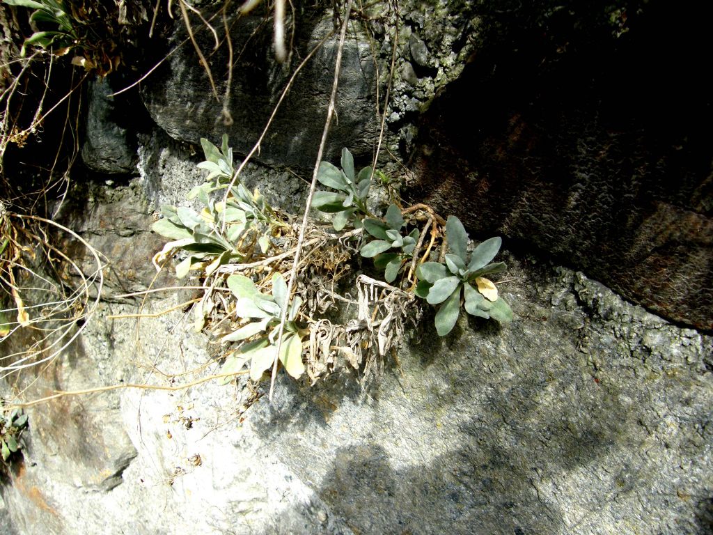 Siliquette:  cfr. Alyssum montanum  (Brassicaceae)