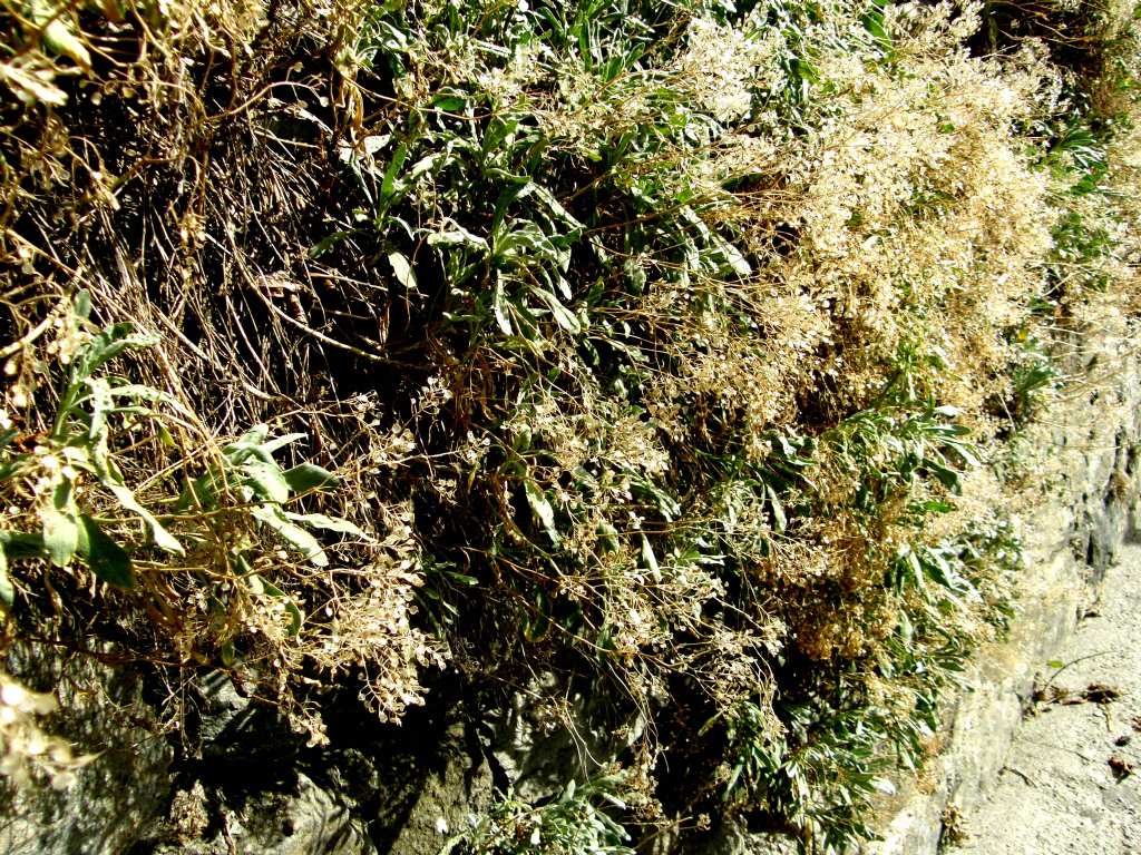 Siliquette:  cfr. Alyssum montanum  (Brassicaceae)