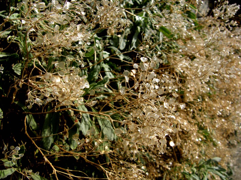 Siliquette:  cfr. Alyssum montanum  (Brassicaceae)
